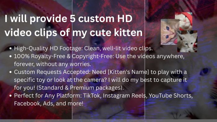 I will provide 5 custom HD video clips of my cute white kitten